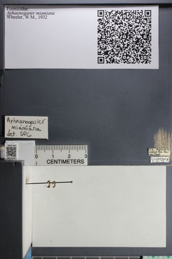 Media type: image;   Entomology 576301